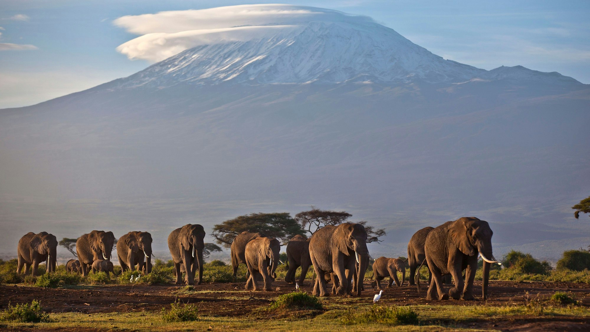 Eine Elefantenherde streift bei Sonnenaufgang im Amboseli-Nationalpark über eine Ebene. (Symbolbild) In Afrika klagen mehrere Regierungen über eine Überpopulation.
