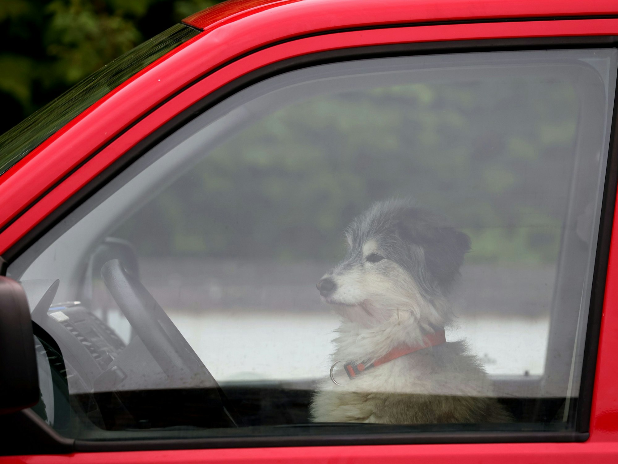 Samstag, 13. Mai 2023: Ob er einen Führerschein hat? Ein Hund wartet am Steuer eines VW-Busses im bayrischen Utting auf sein Herrchen.