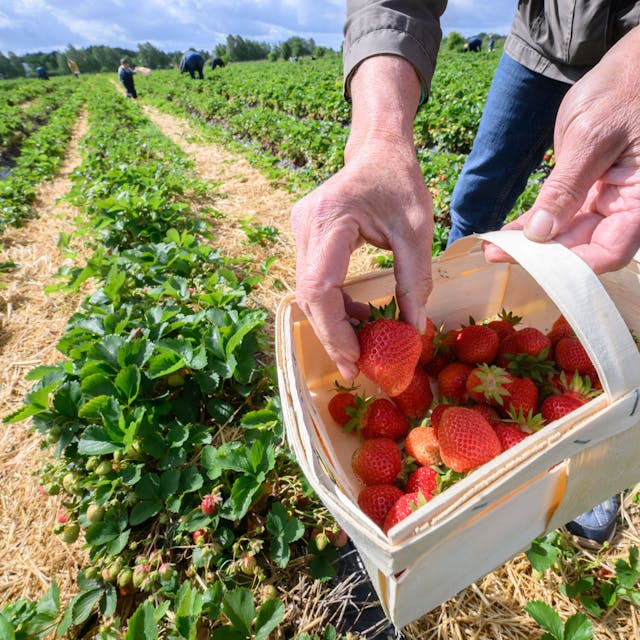 eine Frau legt eine Erdbeere in einen Korb