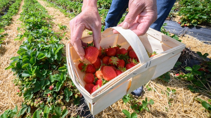 eine Frau legt eine Erdbeere in einen Korb