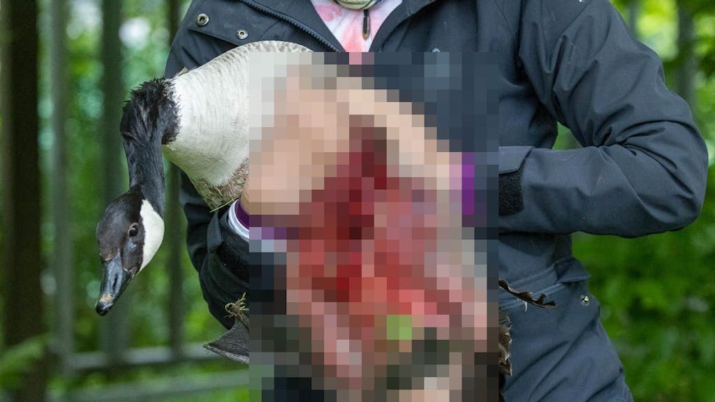 Bei der brutalen Attacke eines Hundes ist ein Schwan schwerverletzt worden.