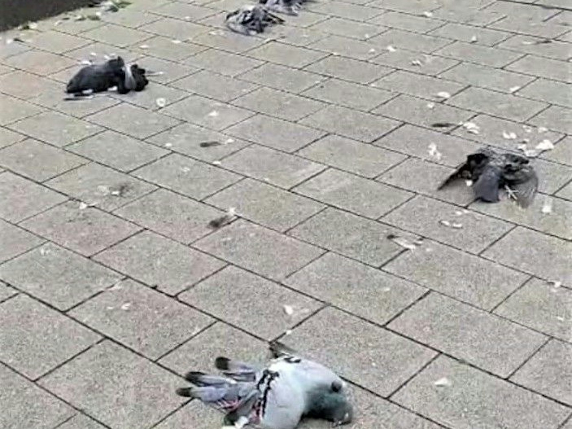 Fünf Tauben liegen tot auf einem Parkplatz.