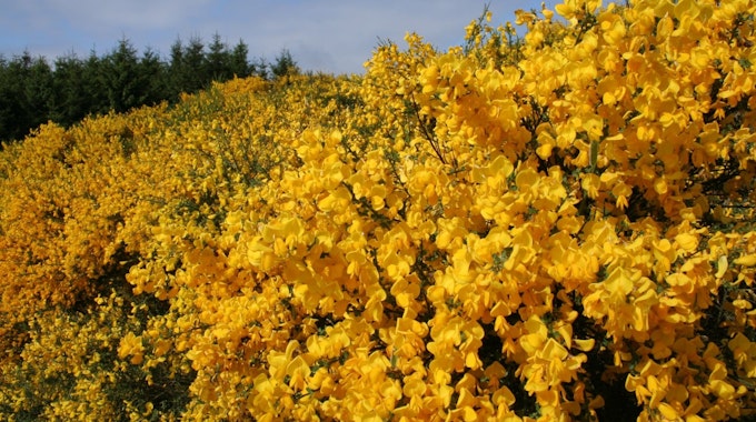 Landschaft mit gelb blühendem Ginster