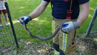 Es ist die Schlange in den Händen eines Mitarbeiters der Feuerwehr zu sehen.