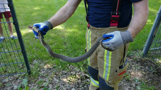 Es ist die Schlange in den Händen eines Mitarbeiters der Feuerwehr zu sehen.&nbsp;