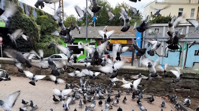 Tauben fliegen hoch, andere bevölkern einen Platz.