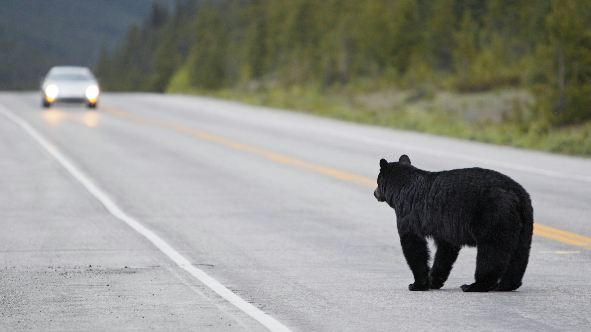 Ein amerikanischer Schwarzbär läuft über eine Straße im Banff Nationalpark in Kanada. (Archivbild)