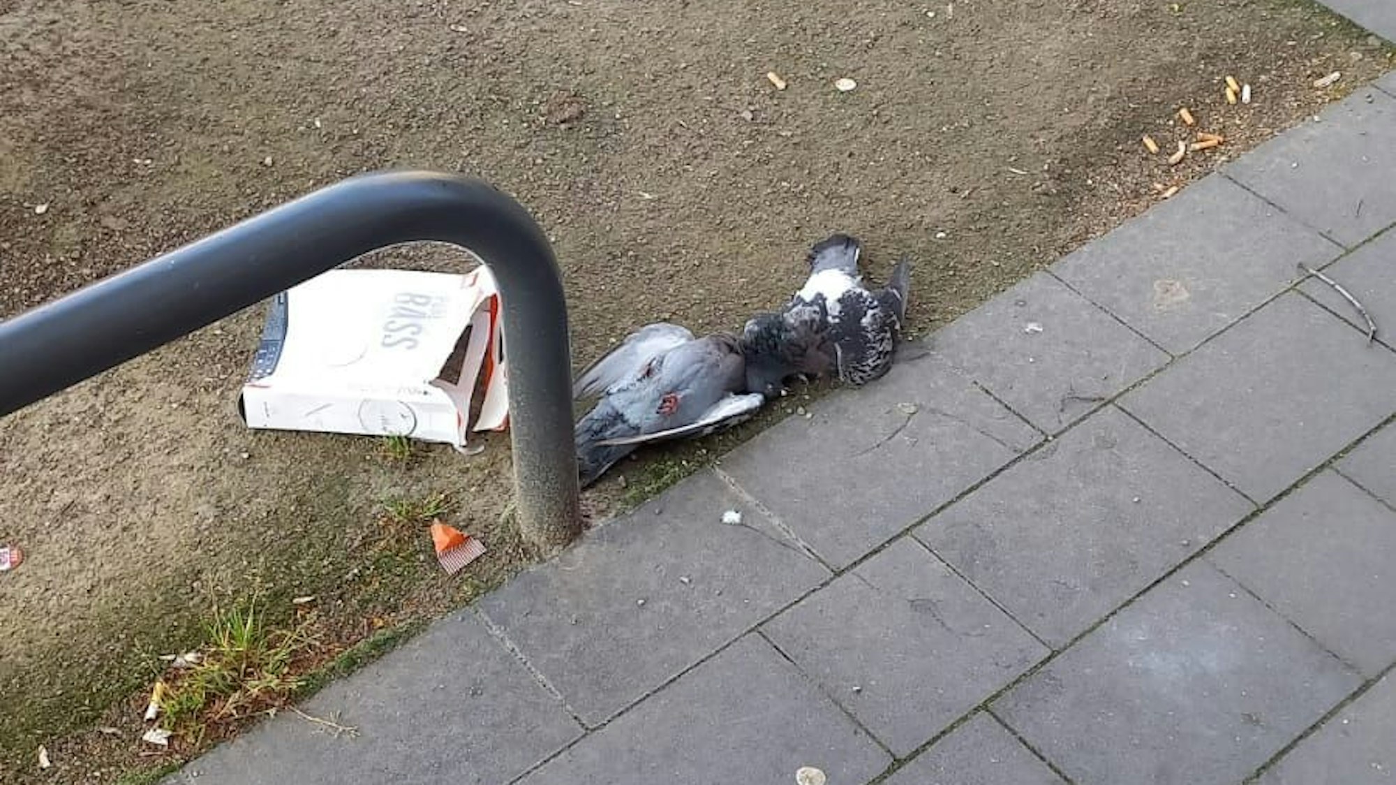 Zwei tote Tauben liegen neben einem Gehweg im Dreck.