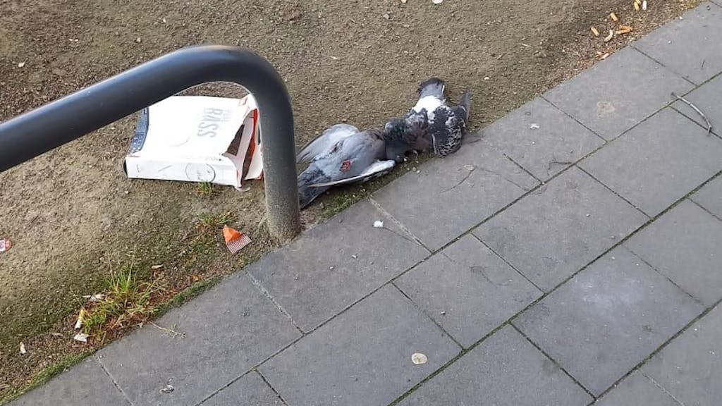 Zwei tote Tauben liegen neben einem Gehweg im Dreck.&nbsp;
