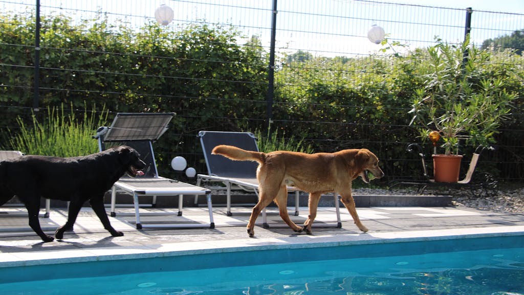 In der Tierpension Wahl in Kleinblittersdorf laufen zwei Hunde an einem&nbsp;Swimmingpool entlang.