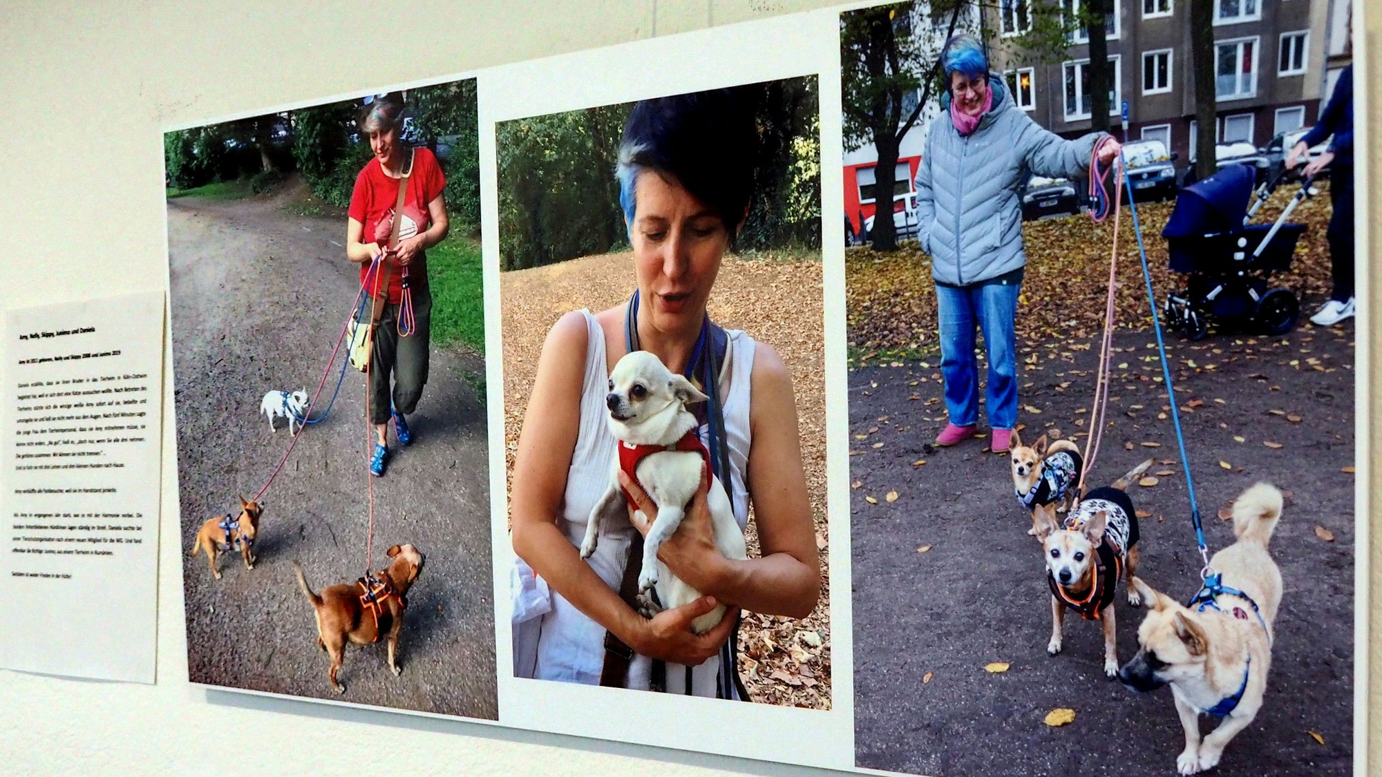 Auf drei Fotos sind Frauen mit ihren Hunden zu sehen, zwei von ihnen führen gleich drei Hunde an der Leine.