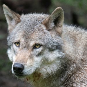 Ein Wolf (canis lupus) in Nahaufnahme mit braun-grauem Fell, hellbraunen Augen und schwarzer Schnauze.