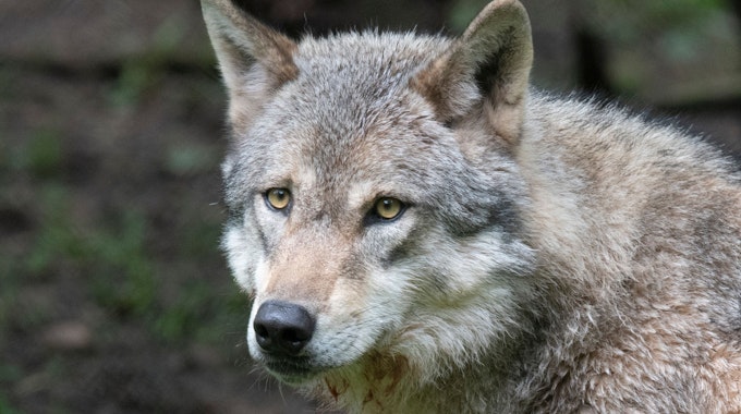 Ein Wolf (canis lupus) in Nahaufnahme mit braun-grauem Fell, hellbraunen Augen und schwarzer Schnauze.