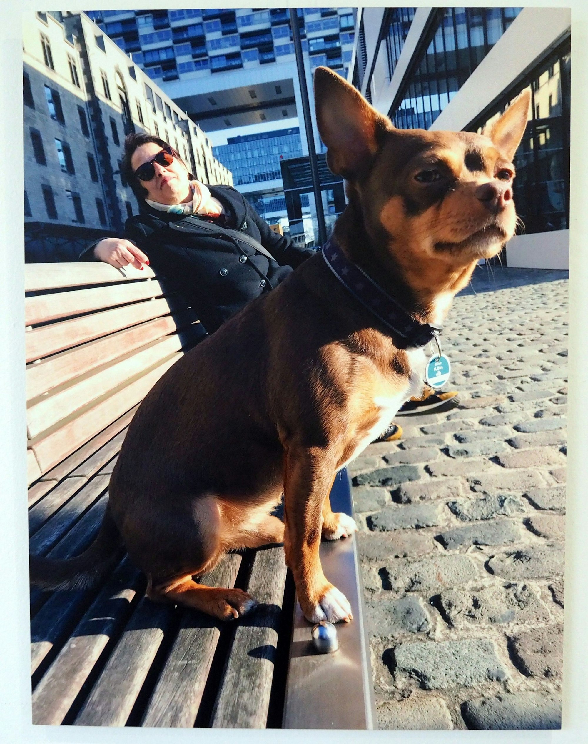 Eine Frau sitzt neben einem Mischlingshund auf einer Bank in der Sonne vor den Kranhäusern im Rheinauhafen.