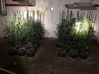 Mehrere Marihuana-Pflanzen stehen in einem Hausanbau.