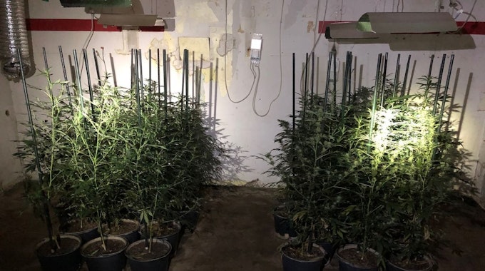 Mehrere Marihuana-Pflanzen stehen in einem Hausanbau.&nbsp;