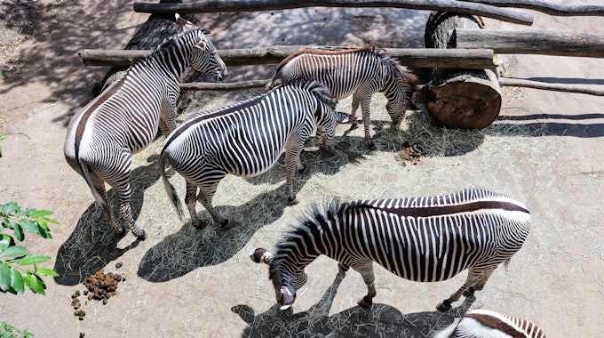 Zebras stehen am 25. Mai in der Kiwara-Savanne im Leipziger Zoo.&nbsp;