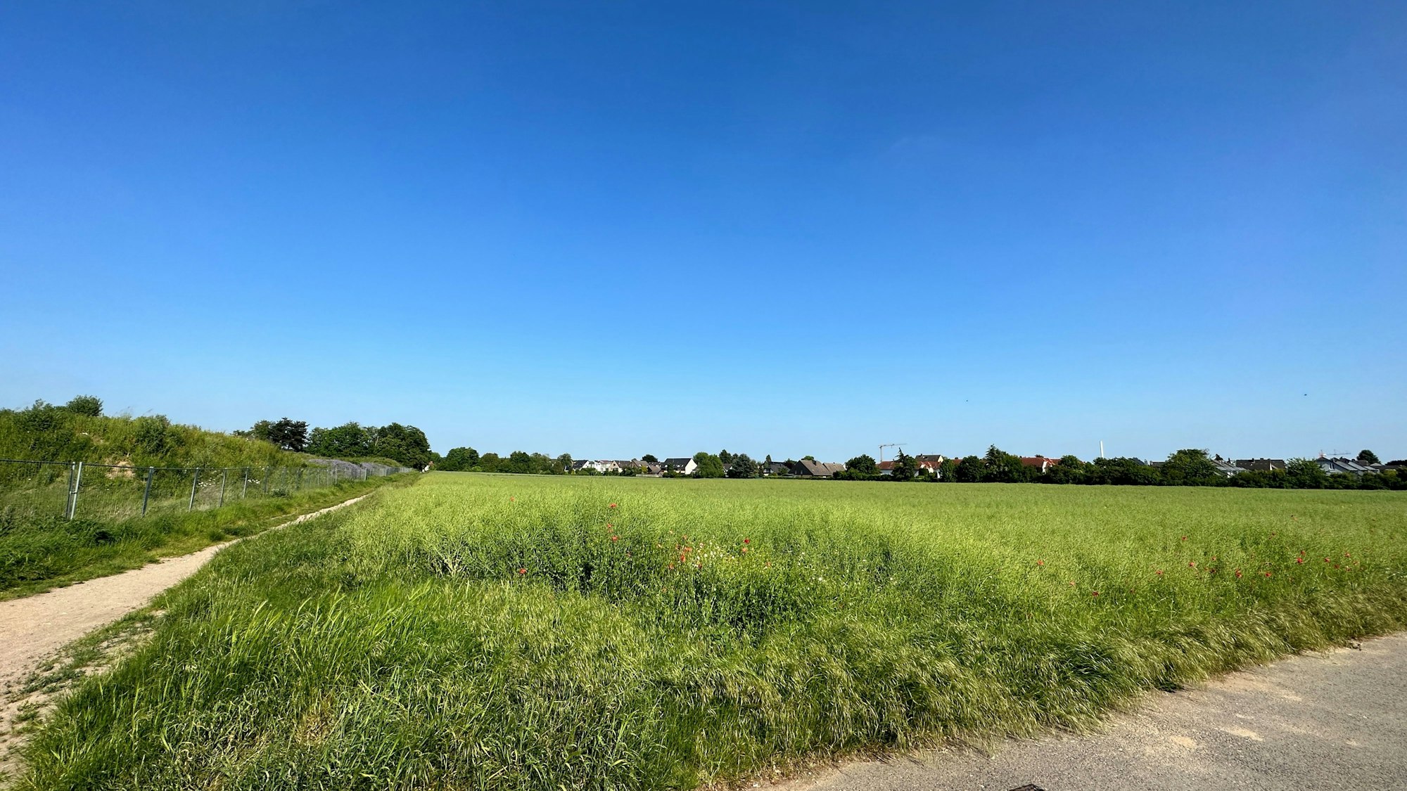 Man sieht eine saftige grüne Wiese, in der Ferne den Rand der Wohnbebauung des heutigen Ortes Rondorf.