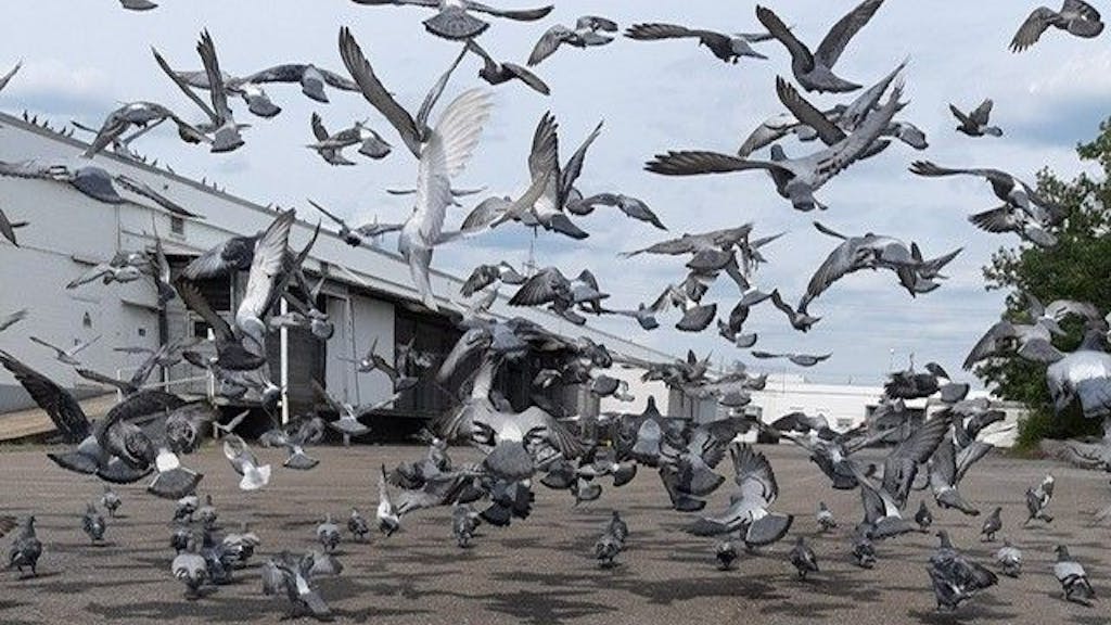Zahlreiche Tauben, die fliegen oder auf dem Asphalt nach Futter suchen.&nbsp;