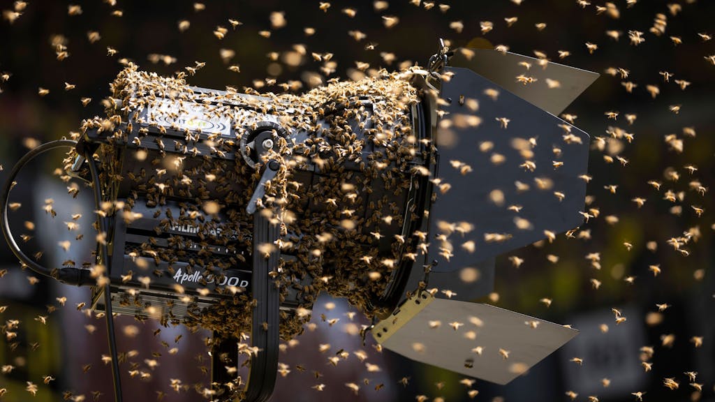 Ein Schwarm Bienen sitzt im Dortmunder Stadion auf einem Scheinwerfer des TV-Senders Sky.