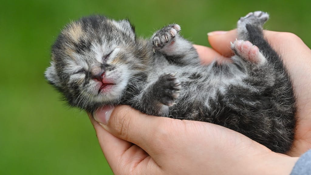 Eine Babykatze, die in den Händen einer Person liegt.