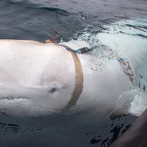 Der Beluga-Wal „Hvaldimir“ ist von Norwegen nach Schweden weitergezogen. Die Archivaufnahme aus dem Jahr 2019 zeigt das Tier mit einem mysteriösen Geschirr.