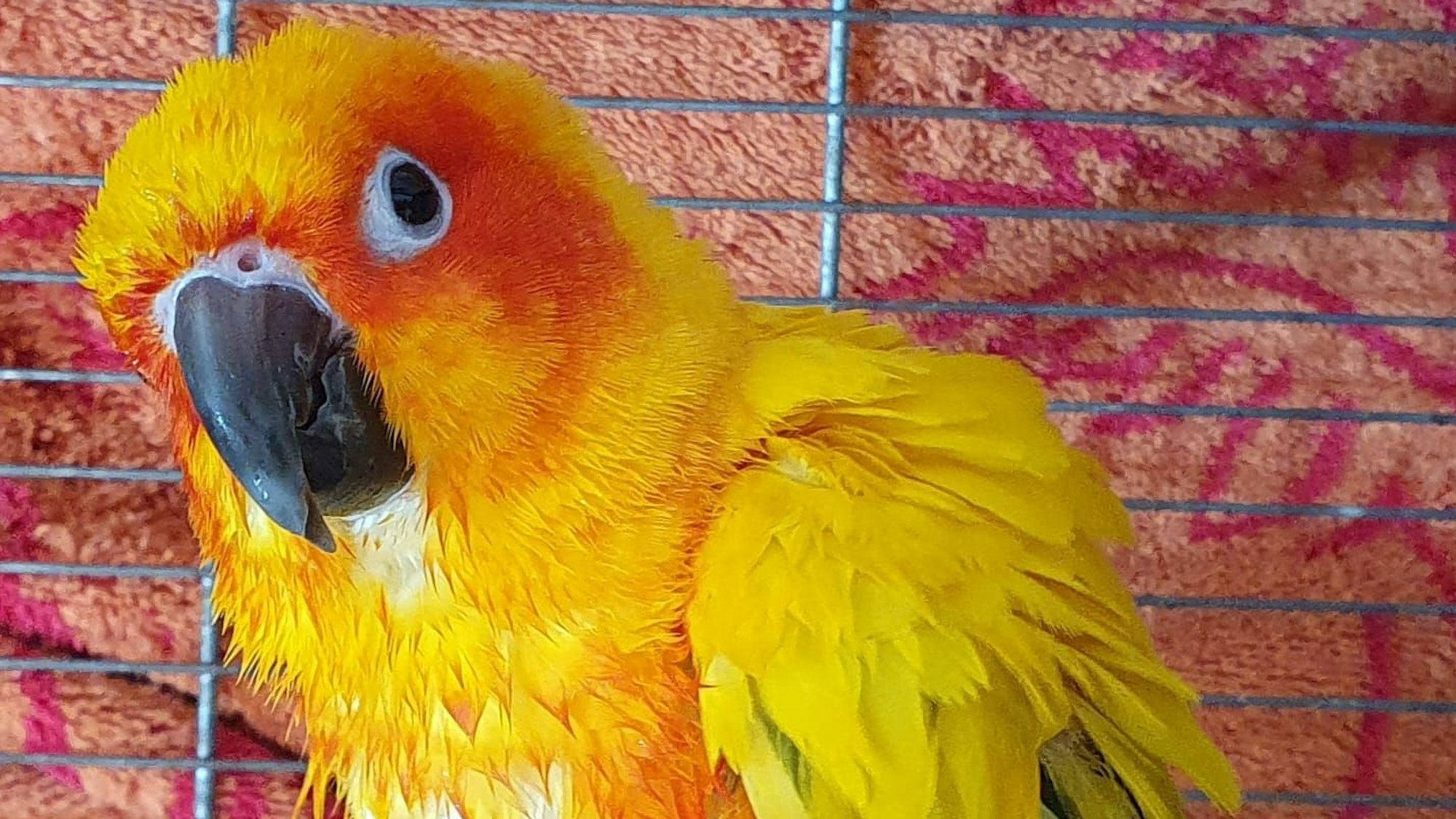 Der Sonnensittich Gismo mit gelb-orangem Gefieder und dunklem Schnabel sitzt in seinem Käfig und schaut neugierig in die Kamera.