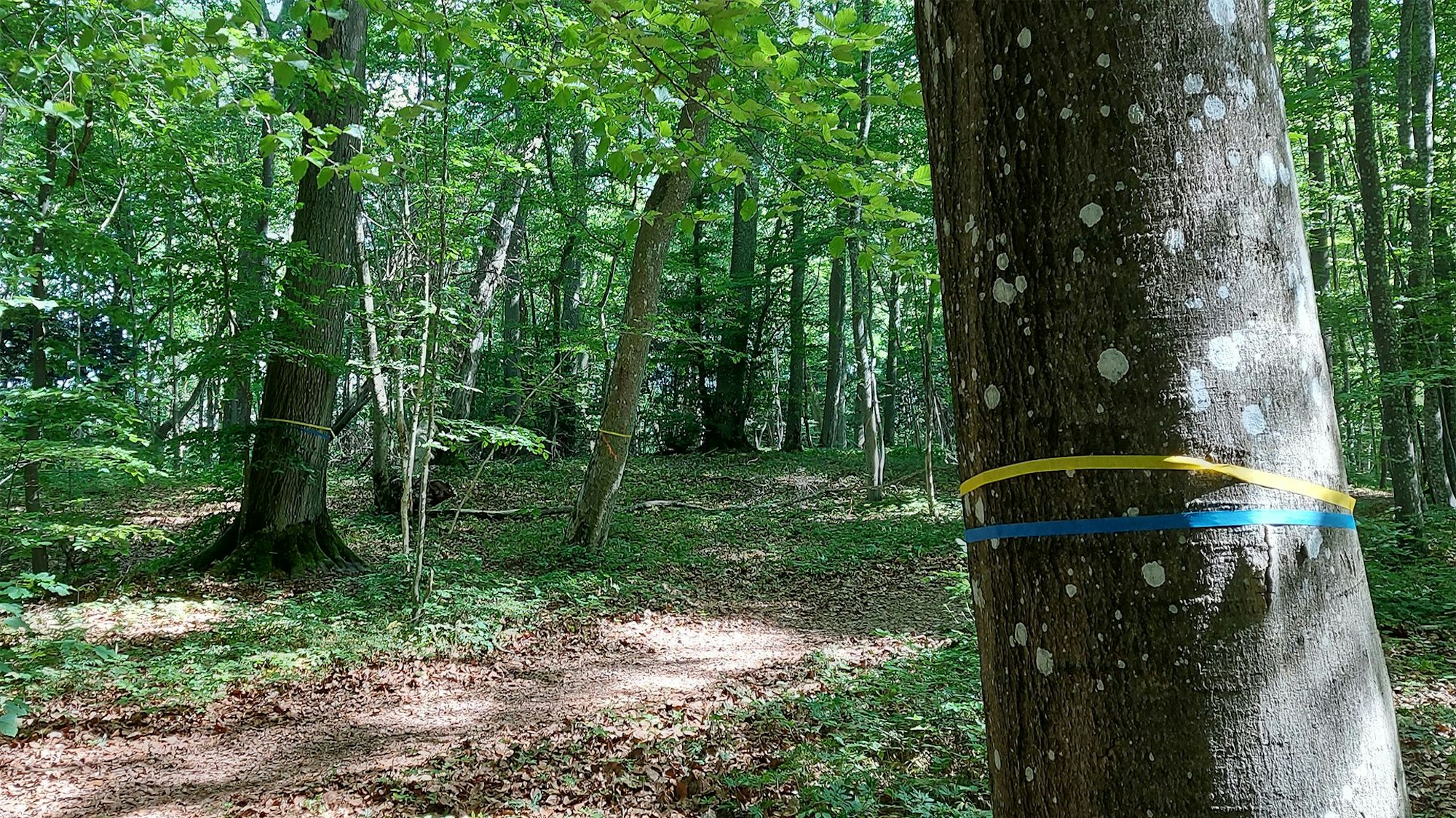In einem Wald sind ein gelbes und ein blaues Band um einen Stamm gebunden. Sie markieren, dass der Baum gefällt wird.