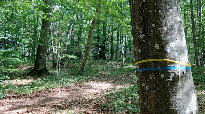 In einem Wald sind ein gelbes und ein blaues Band um einen Stamm gebunden. Sie markieren, dass der Baum gefällt wird.