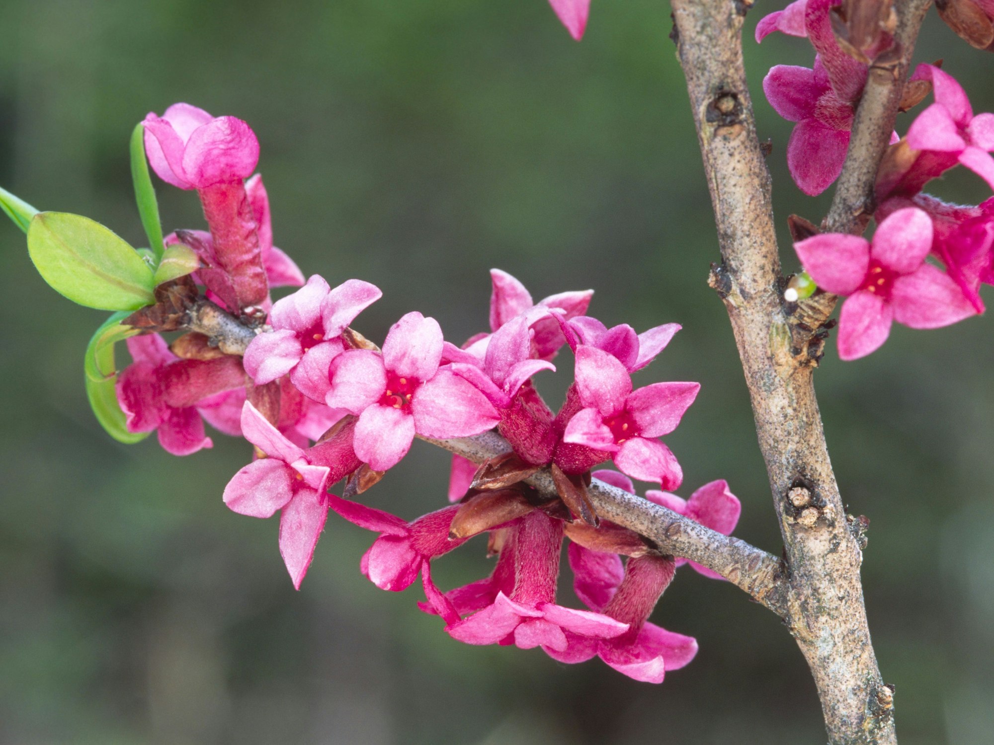 Seidelbast-Blüten, die direkt am Stammholz wachsen.