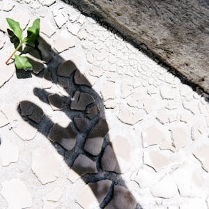 Der Schatten von zwei Händen greift nach einem Pflänzchen auf einem Steinboden.