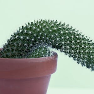 Eine Kaktuspflanze, die der Form,eines Penis ähnelt, zeigt leicht Richtung Boden