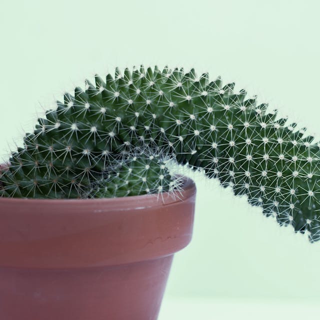 Eine Kaktuspflanze, die der Form,eines Penis ähnelt, zeigt leicht Richtung Boden