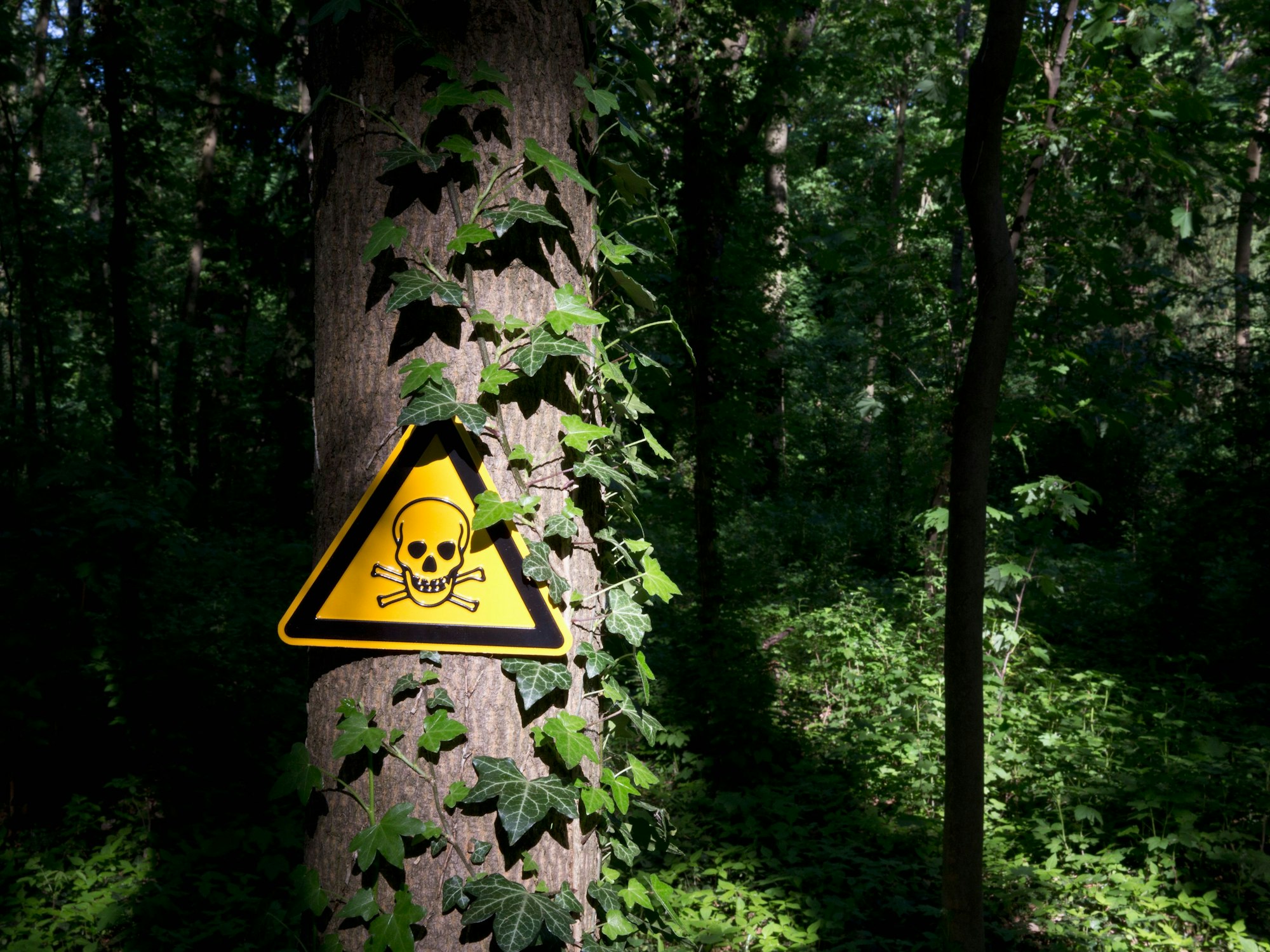 Ein Gift-Warnschild an einem efeuberankten Baum