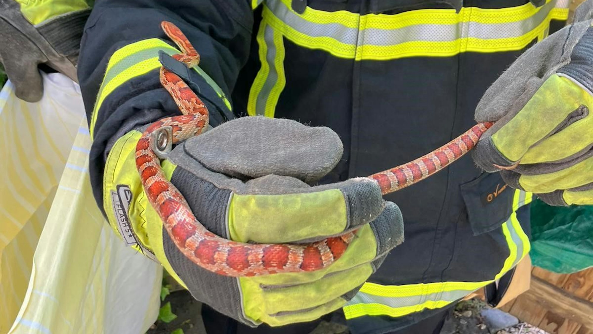 Es ist die Schlange in den Händen eines Feuerwehrmannes zu sehen.