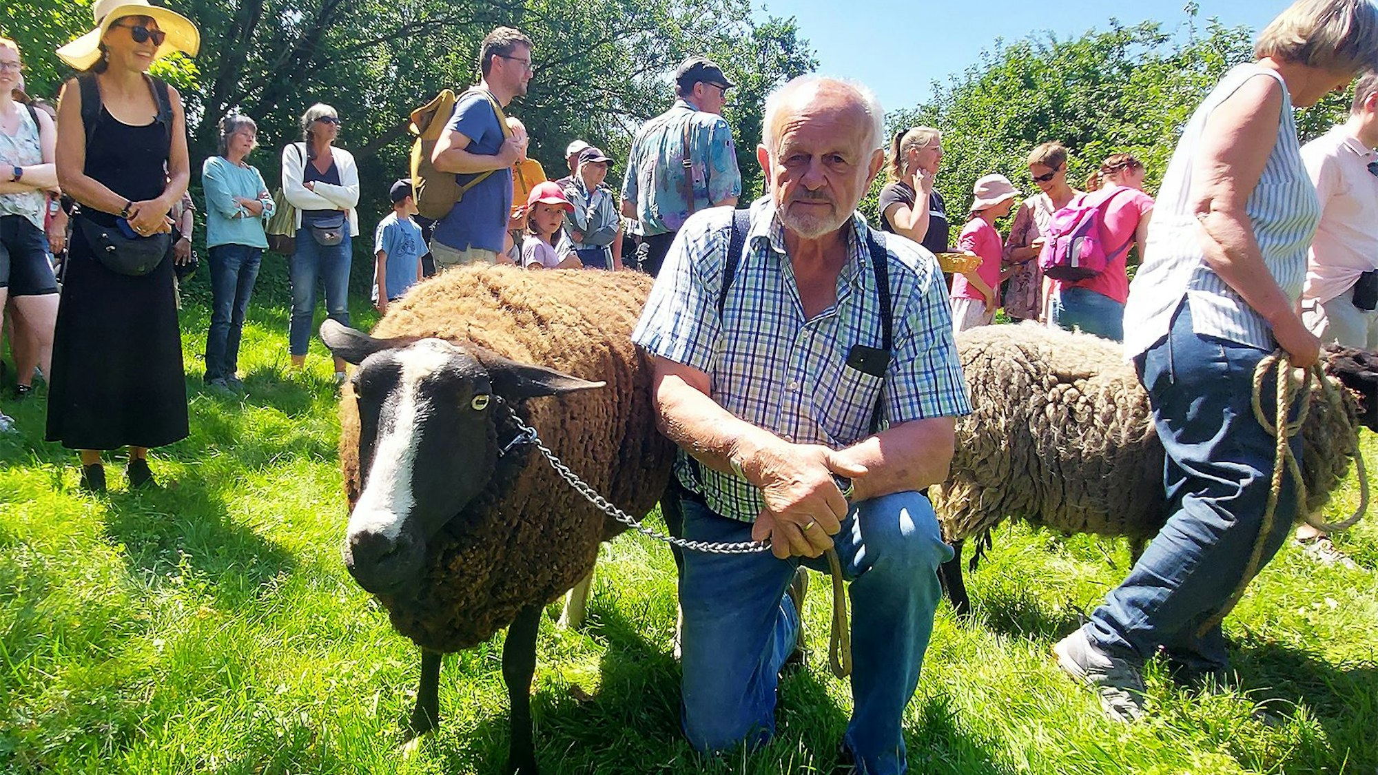 Das Schaf war für die Wahl zu alt.