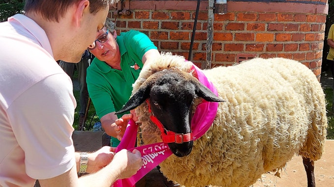 Das Bild zeigt ein Schaf, dem eine rosafarbene Schärpe umgebunden wird.