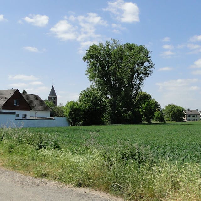 Das Feld zwischen Volkhovener Straße und Weilerstraße mit Häusern und Bäumen im Hintergrund.