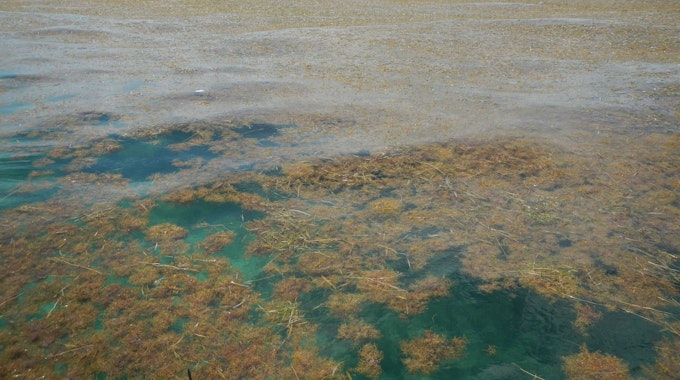 Algen bedecken das Meer am Strand der Florida Keys, hier im Juli 2014.