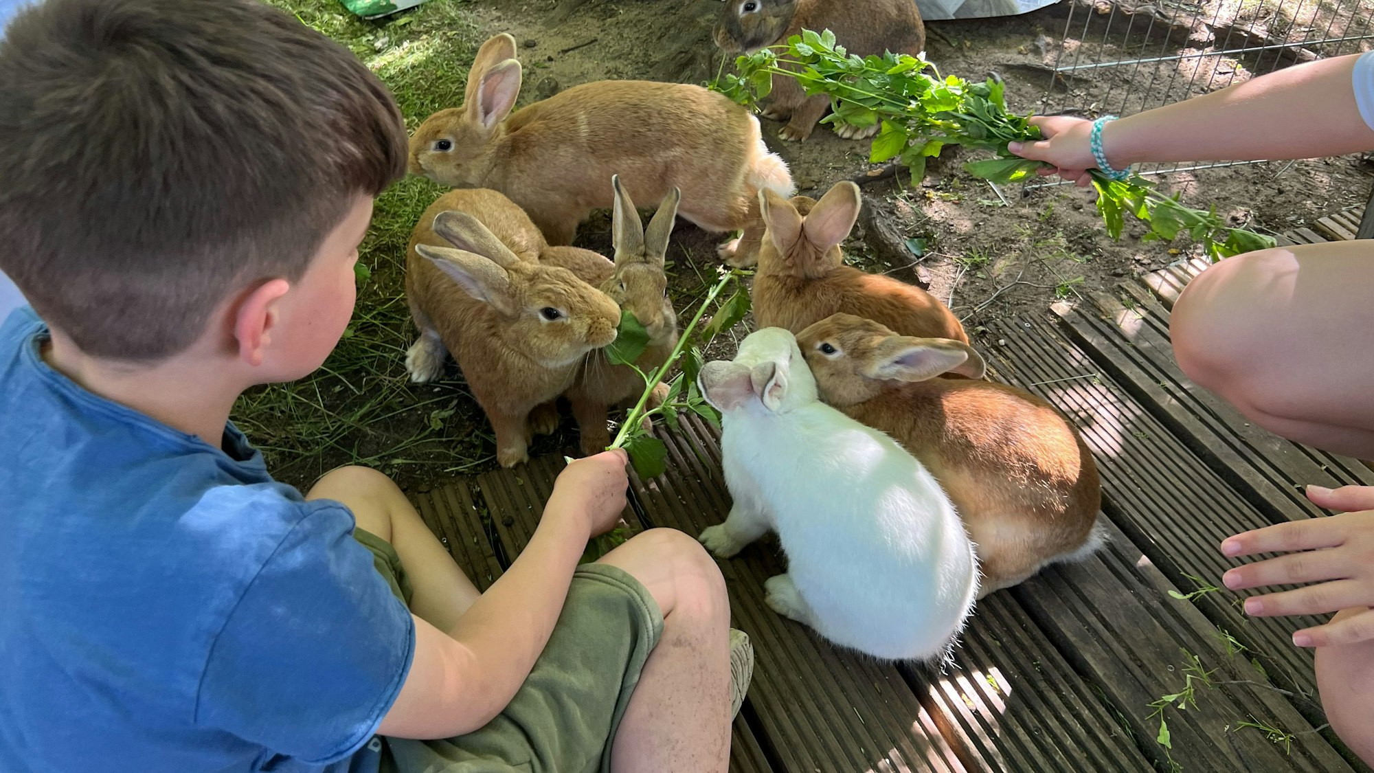 Kinder füttern die Kaninchen im Jugendzentrum Grengel mit Grünzeug.