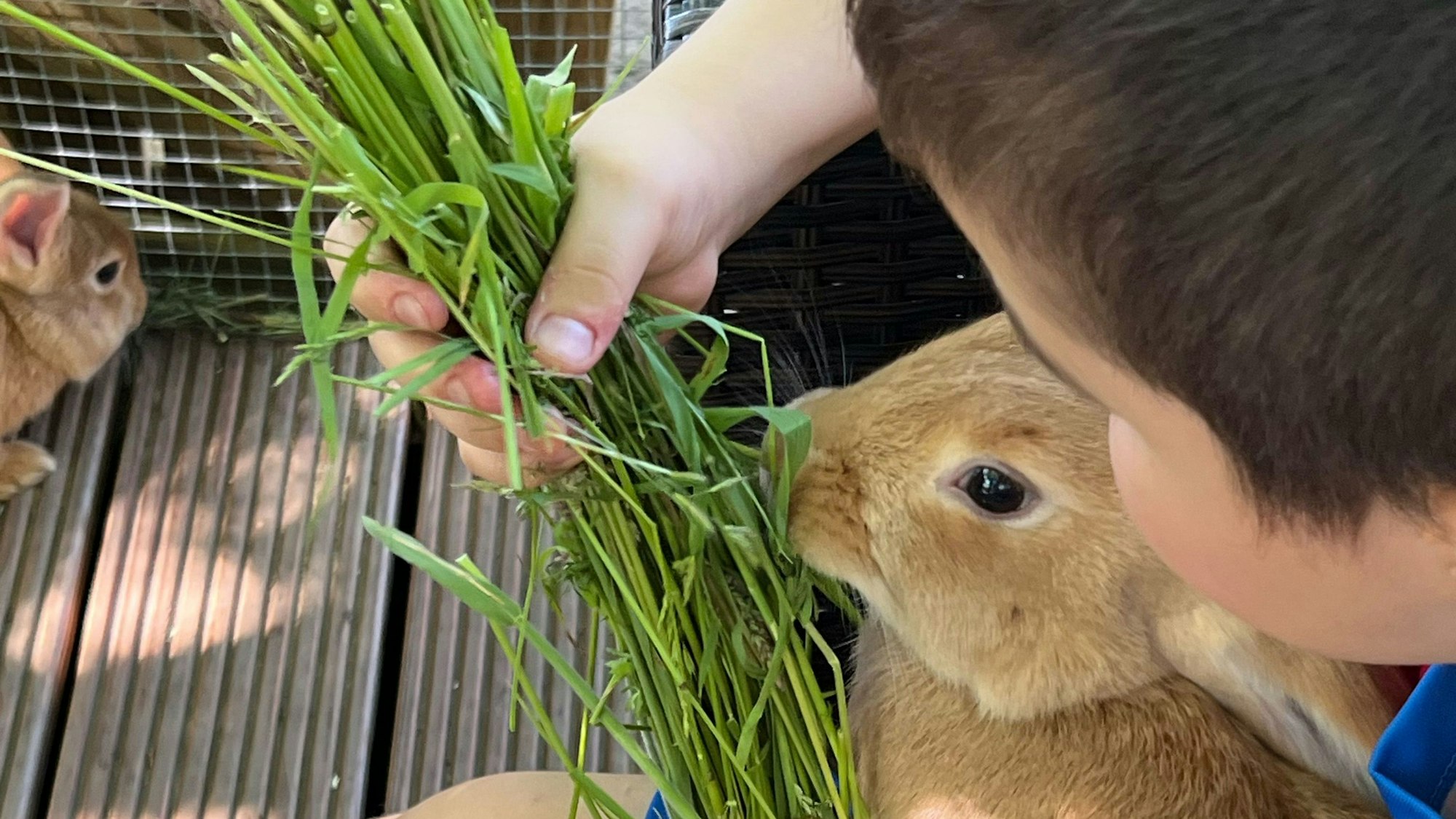 Ein Kind füttert ein Kaninchen im Jugendzentrum Grengel.