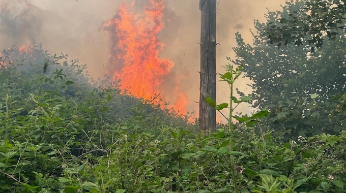 Flammen schlagen in einem Waldstück in die Höhe.