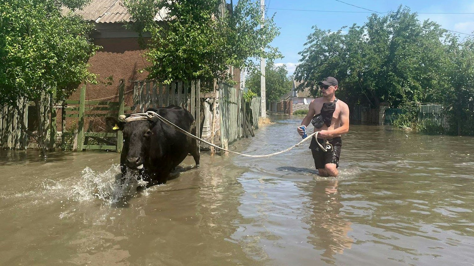 Ein Mann evakuiert eine Kuh aus einem überfluteten Viertel in Cherson. Der russische Angriffskrieg gegen die Ukraine ist durch die Sprengung des wichtigen Kachowka-Staudamms gefährlich eskaliert.