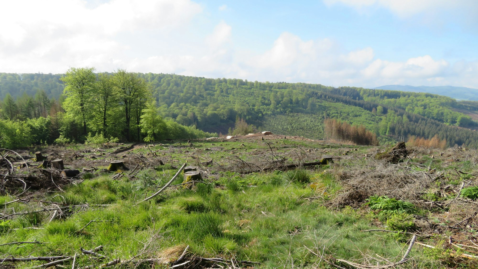 Das Fichtensterben im Arnsberger Wald hat das Landschaftsbild zunehmend verändert.