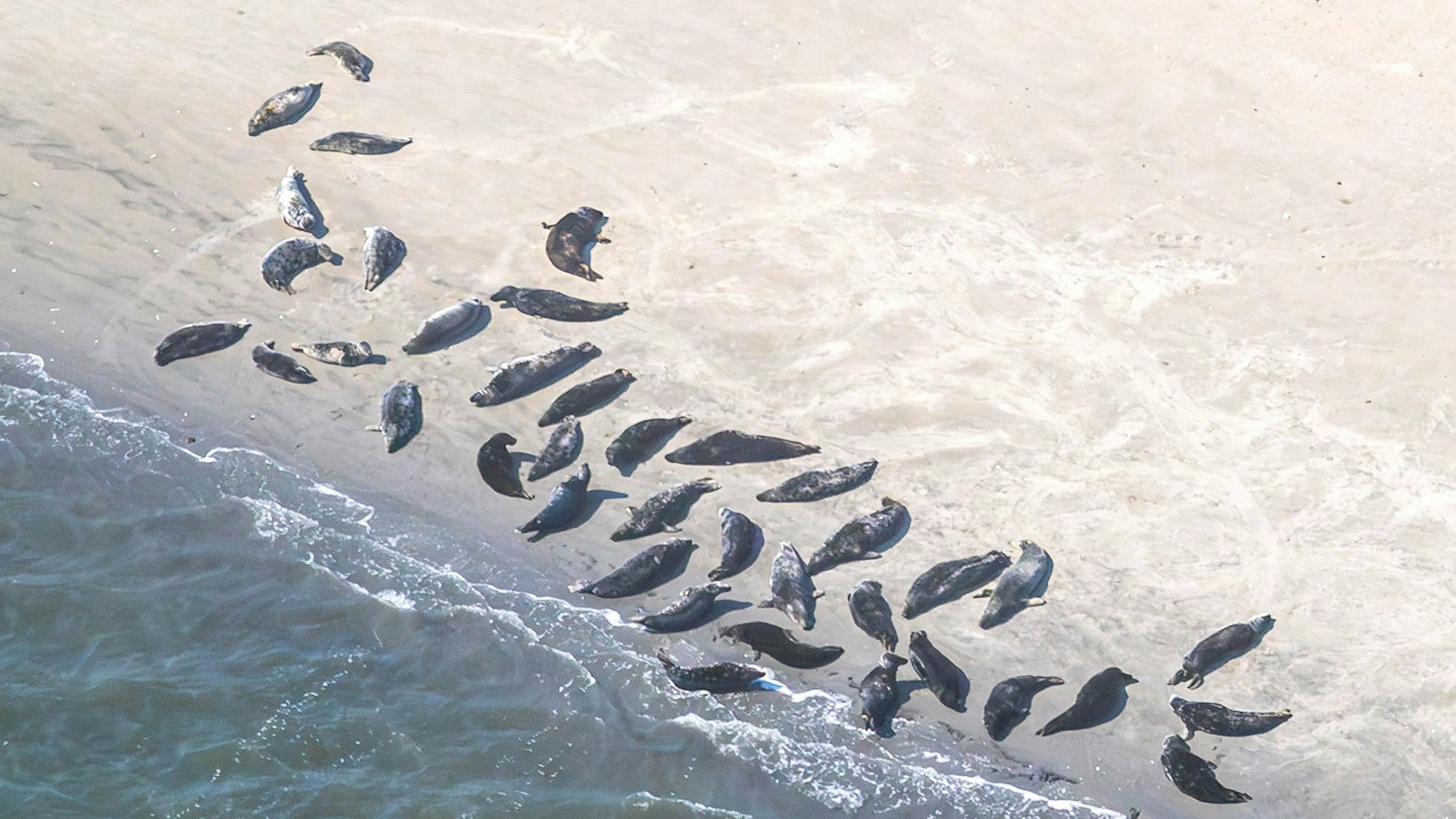 Aus der Luft fotografiert: Seehunde und Kegelrobben liegen auf einer Sandbank.