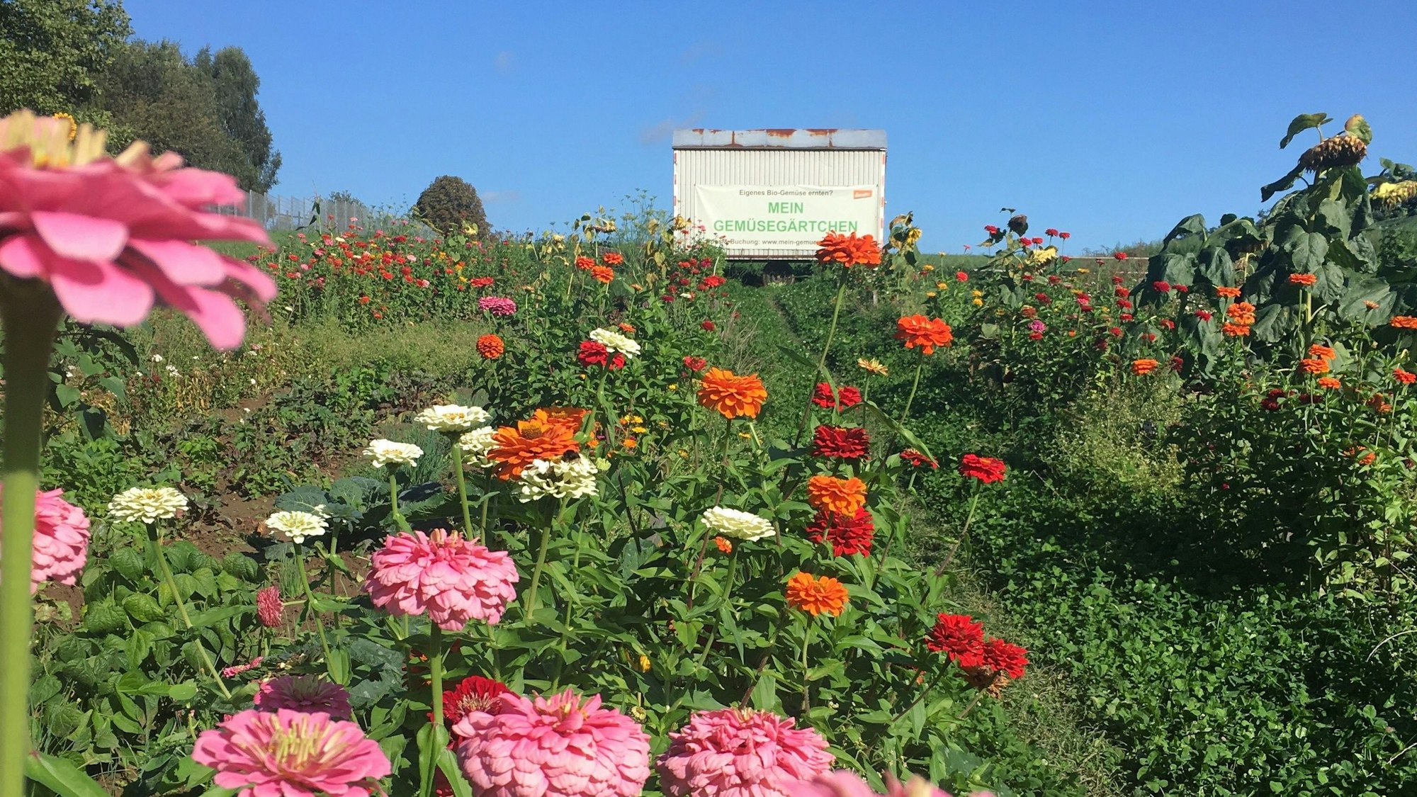 Ein Feld voller bunter Blumen in Rosa, Rot, Orange, Weiß und Gelb erstreckt sich über die Felder in Pulheim.