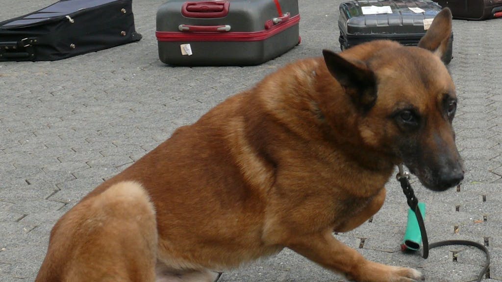 Zollhund Brego geht für den Kölner Zoll auf die Suche nach Schmuggelware.