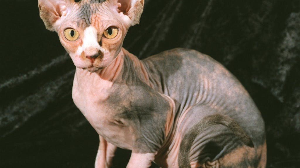 Das Foto zeigt eine seltene Nacktkatzen-Züchtung. In Erftstadt wurden jetzt zwei ähnliche Nacktkatzen gefunden.