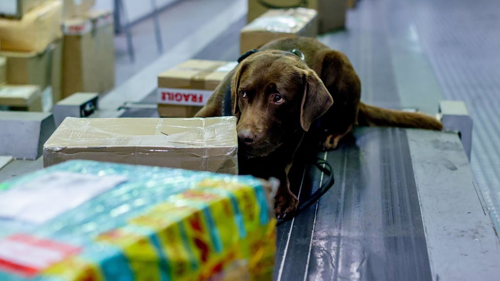 Drogenspürhund liegt auf einem Förderband und zeigt einen Fund am Flughafen Köln/Bonn an.