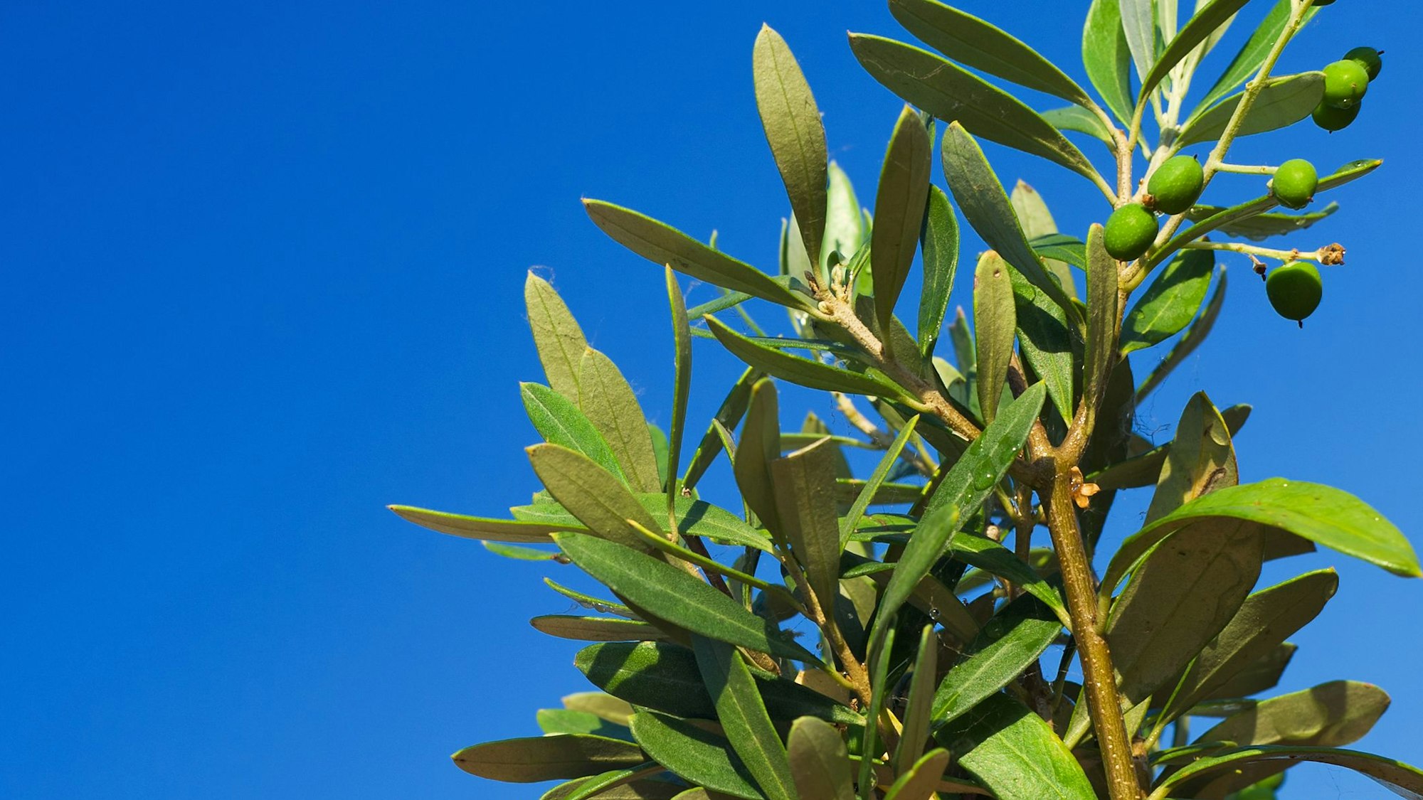 Ein Olivenzweig ragt in den blauen Himmel